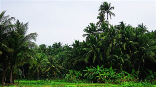 哪些侧吸油烟机加盟品牌值得信赖，侧吸式油烟机排名前十名是哪几个